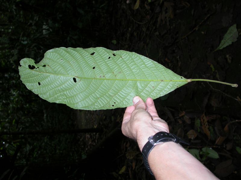Elaeocarpaceae Sloanea geniculata