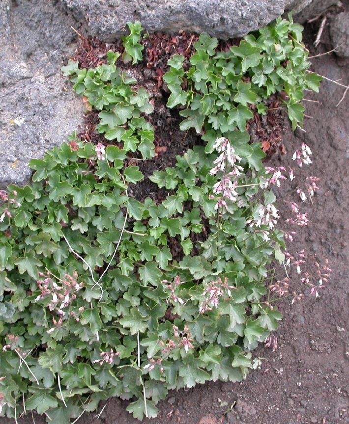 Saxifragaceae Heuchera rubescens