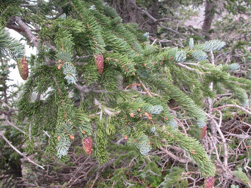 Pinaceae Picea engelmannii