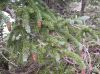 image of Picea engelmannii