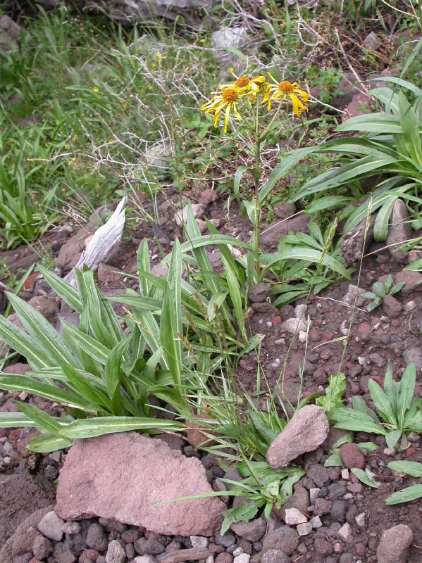 Asteraceae Dugaldia hoopesii