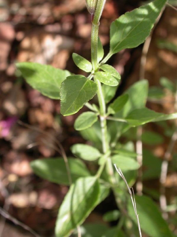 Lamiaceae Salvia lemmoni