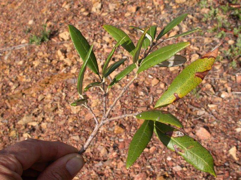 Fagaceae Quercus hypoleucoides