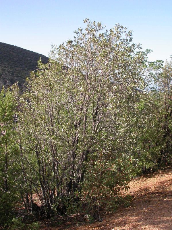 Fagaceae Quercus hypoleucoides