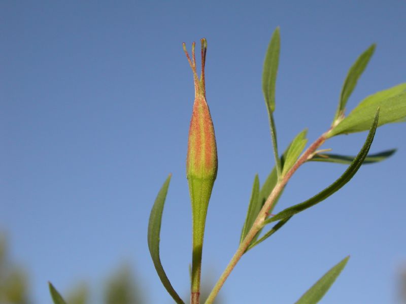 Onagraceae Oenothera toumeyi
