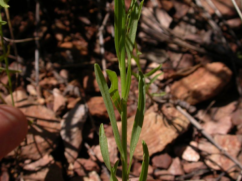 Asteraceae Gutierrezia wrightii
