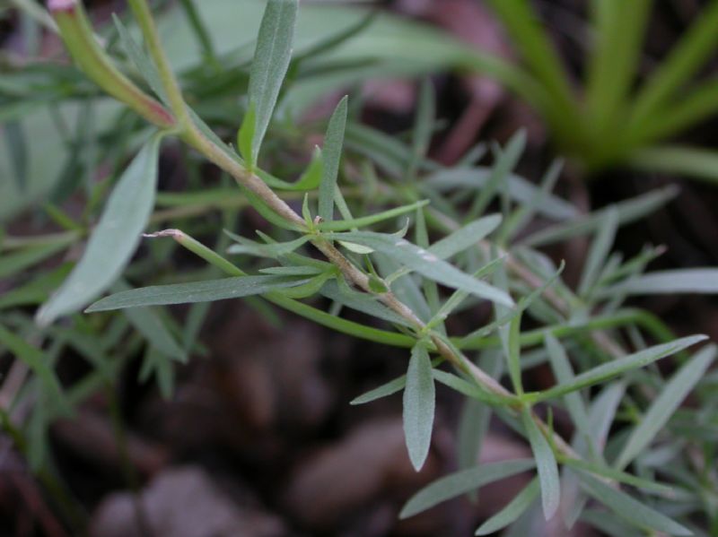 Onagraceae Oenothera toumeyi