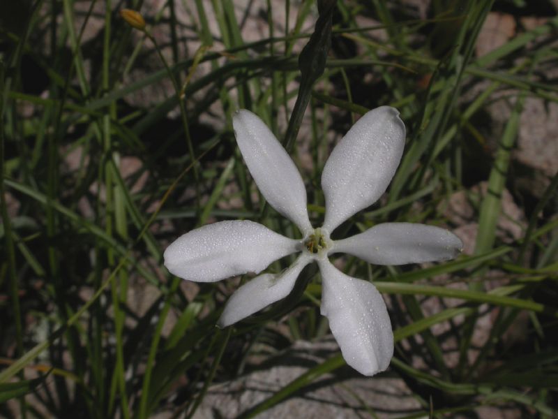 Themidaceae Milla biflora