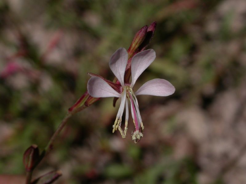 Onagraceae Oenothera hexandra