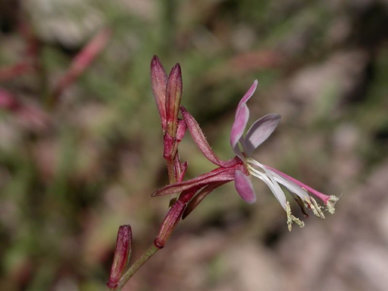 Onagraceae Oenothera hexandra
