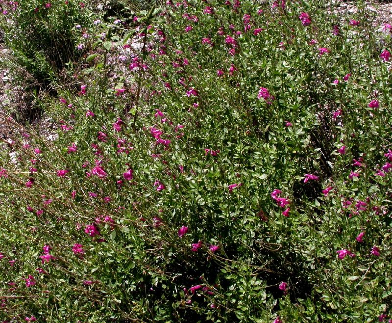 Lamiaceae Salvia lemmoni