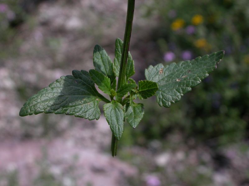 Lamiaceae Salvia arizonica