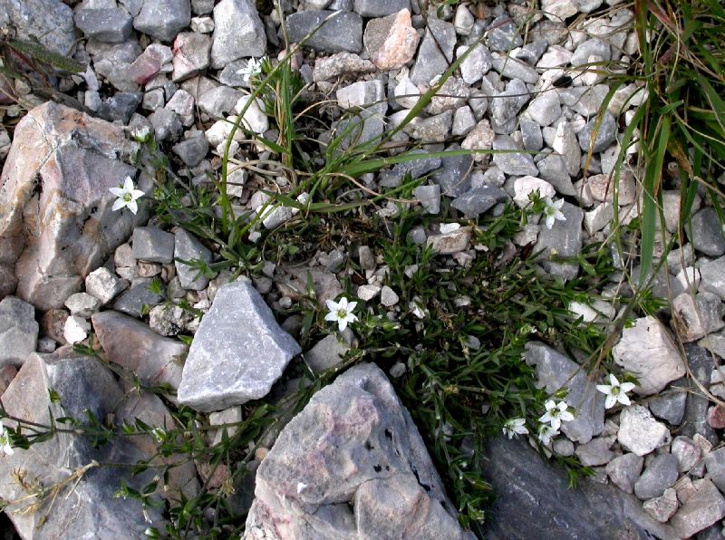 Caryophyllaceae Arenaria saxosa