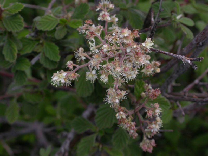Rosaceae Holodiscus dumosus