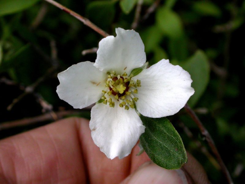 Hydrangeaceae Philadelphus microphyllus