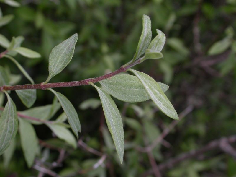Hydrangeaceae Philadelphus microphyllus