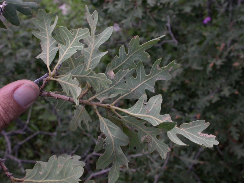 Fagaceae Quercus gambelii