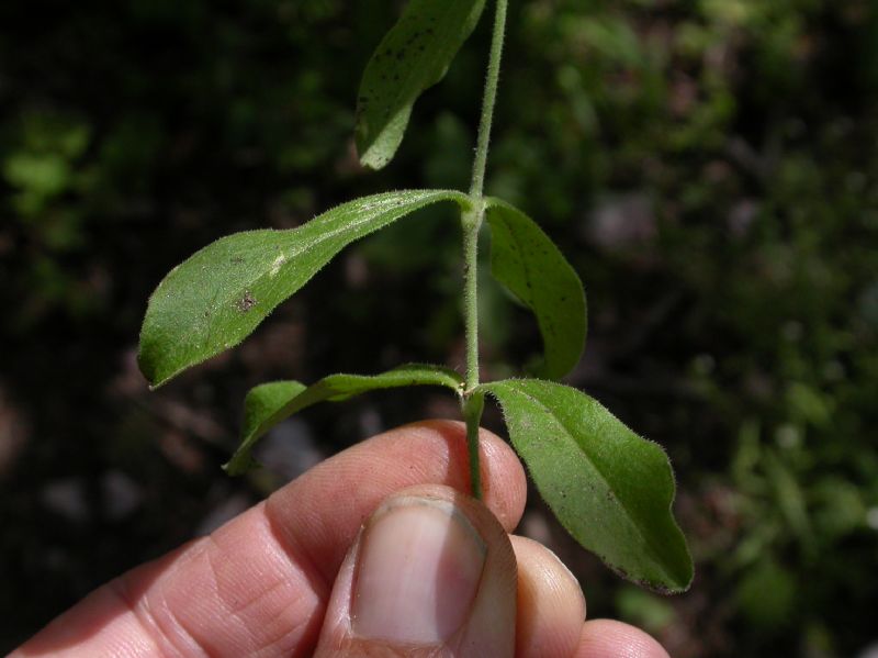 Caryophyllaceae Silene laciniata