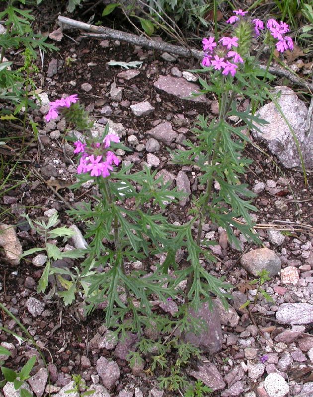 Verbenaceae Glandularia bipinnatifida