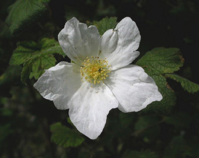 Rosaceae Rubus neomexicanus