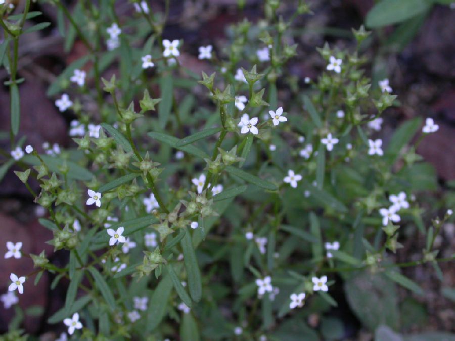 Rubiaceae Hedyotis greenei
