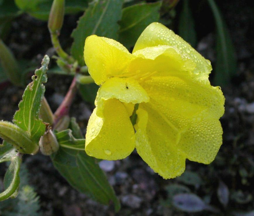 Onagraceae Oenothera elata