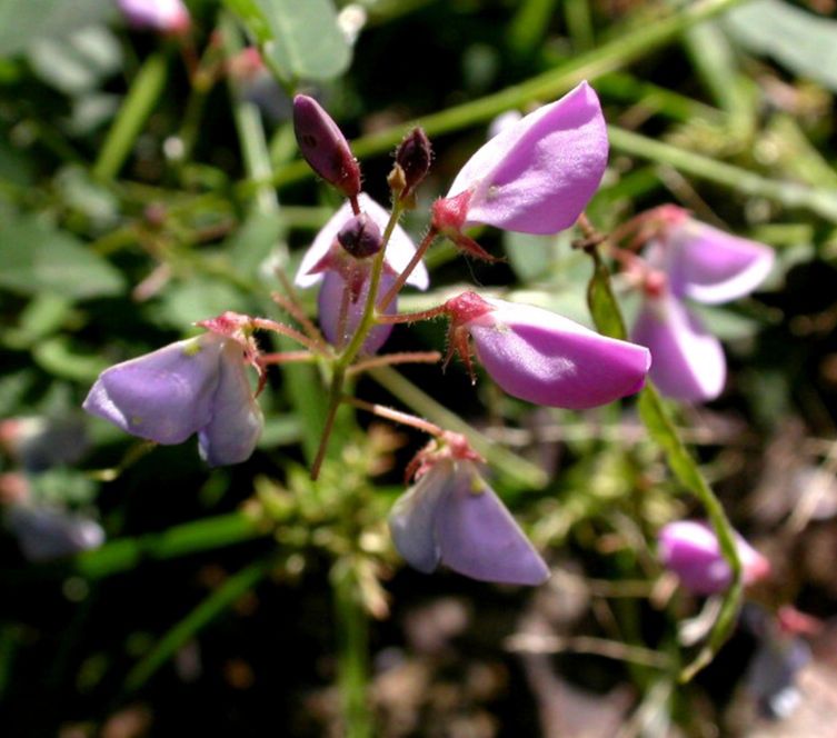 Fabaceae Desmodium batocaulon