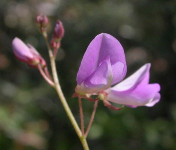 Fabaceae Desmodium batocaulon