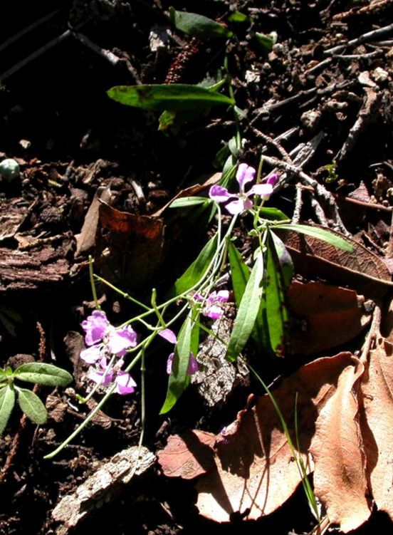 Brassicaceae Schoenocrambe linearifolia