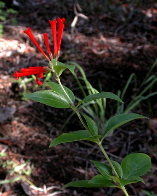 Rubiaceae Bouvardia ternifolia