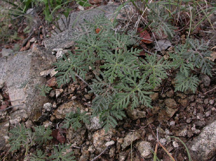 Pteridaceae Bommeria hispida