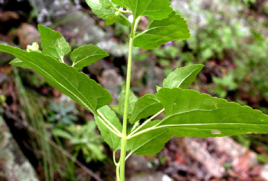 Asteraceae Ageratina herbacea