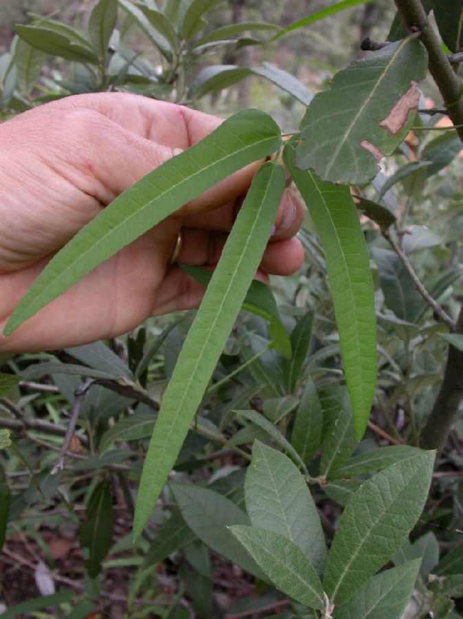 Fabaceae Phaseolus angustissimus