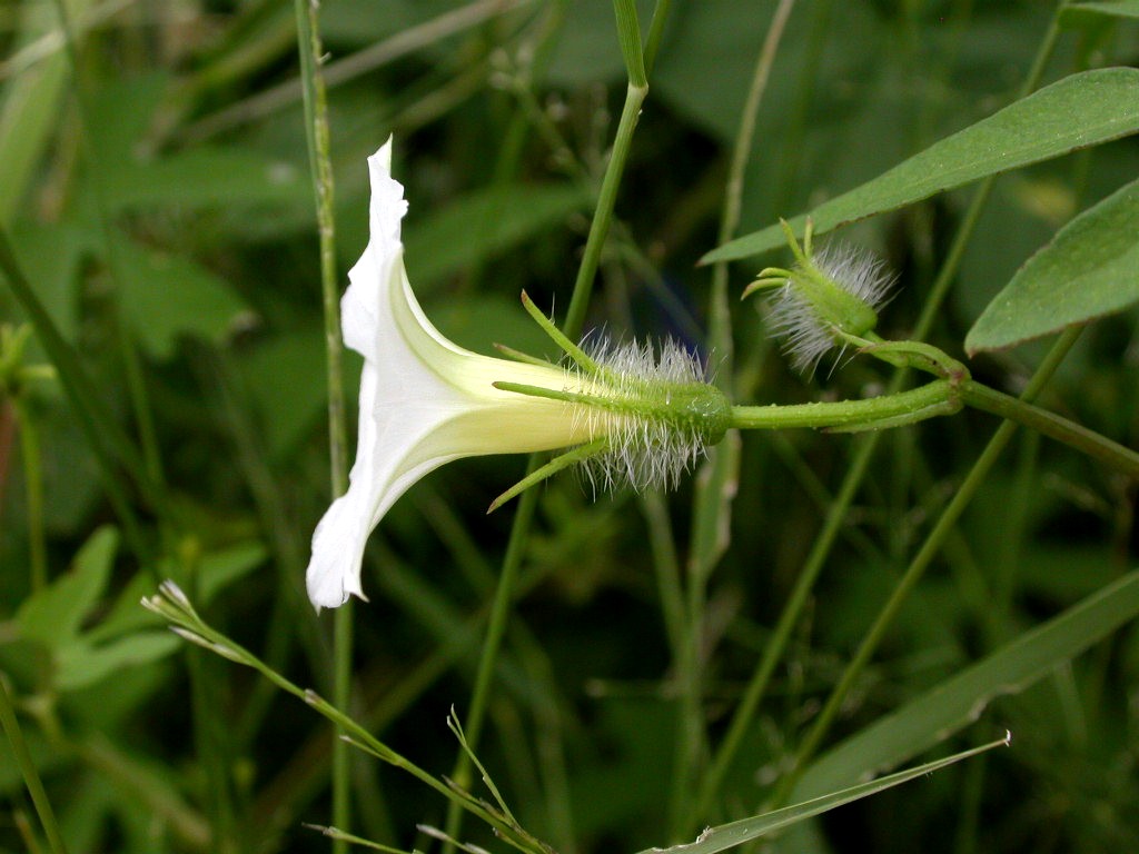Convolvulaceae Ipomoea barbatisepala