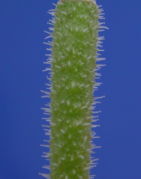 Loasaceae Mentzelia asperula