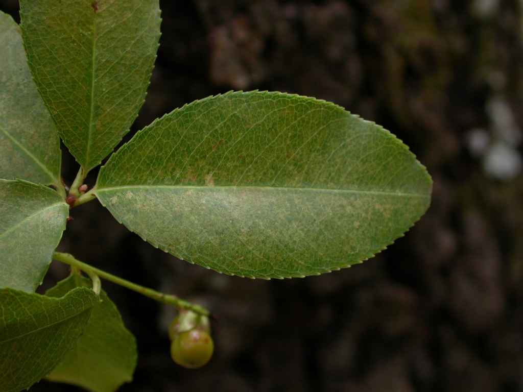 Rosaceae Prunus serotina