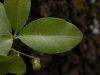image of Prunus serotina