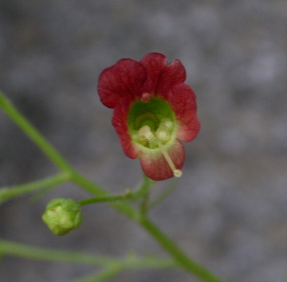 Scrophulariaceae Scrophularia californica