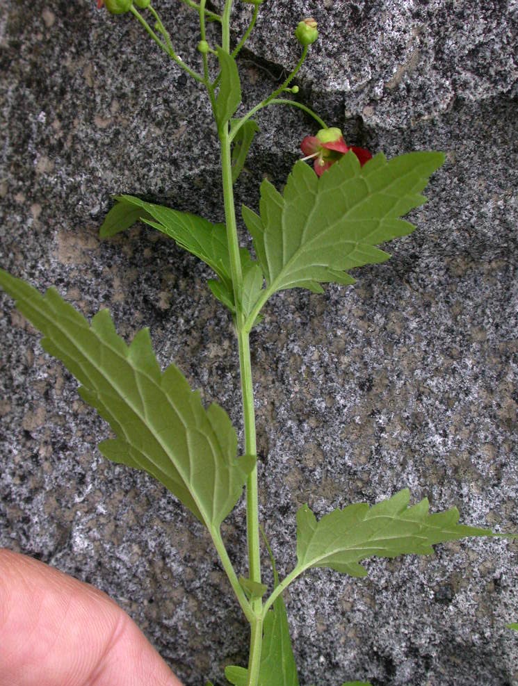 Scrophulariaceae Scrophularia californica
