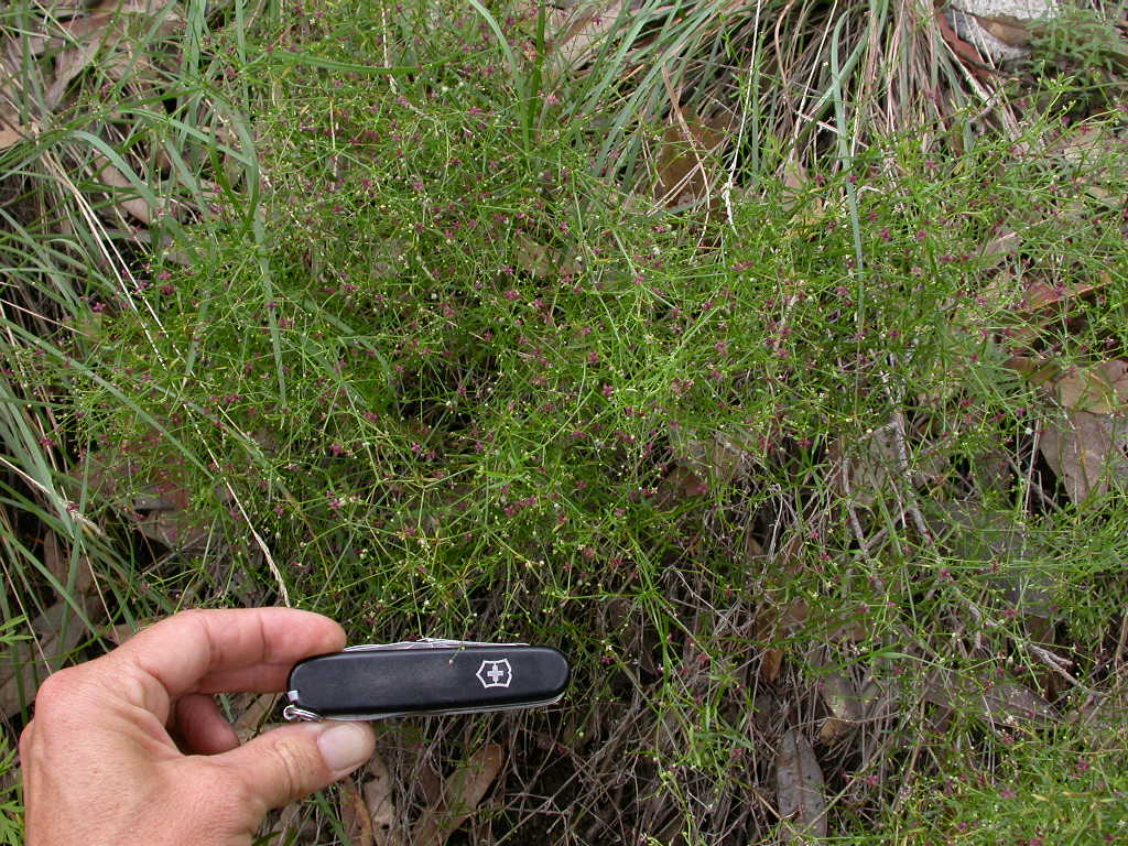 Rubiaceae Galium wrightii