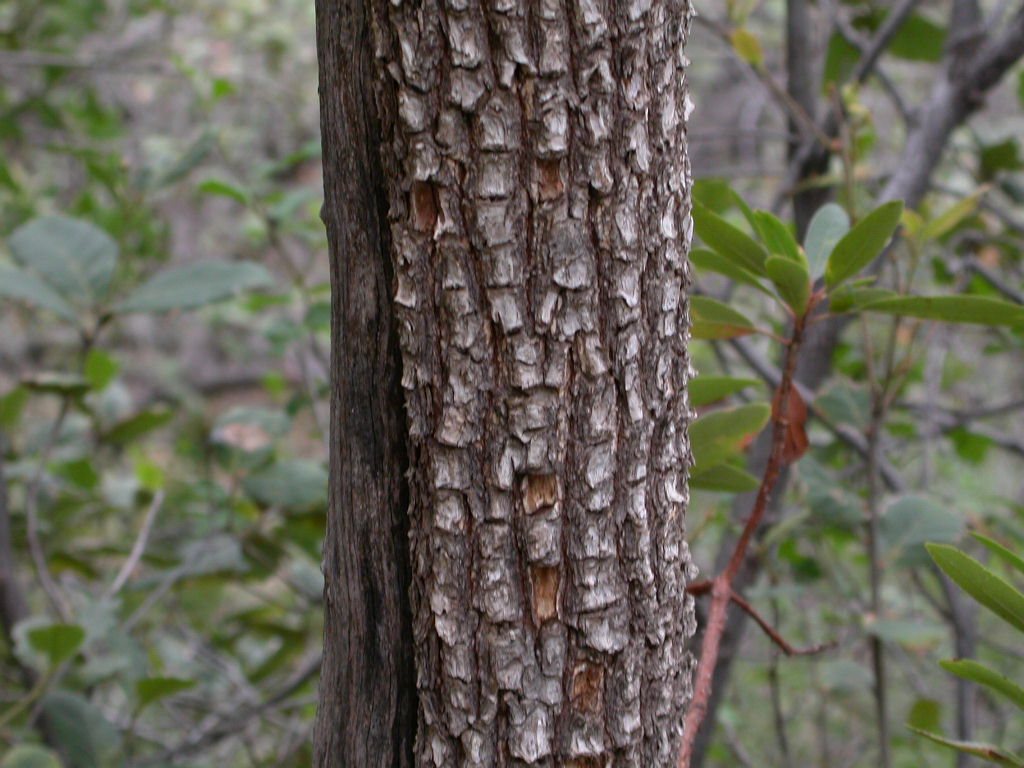Ericaceae Arbutus arizonica