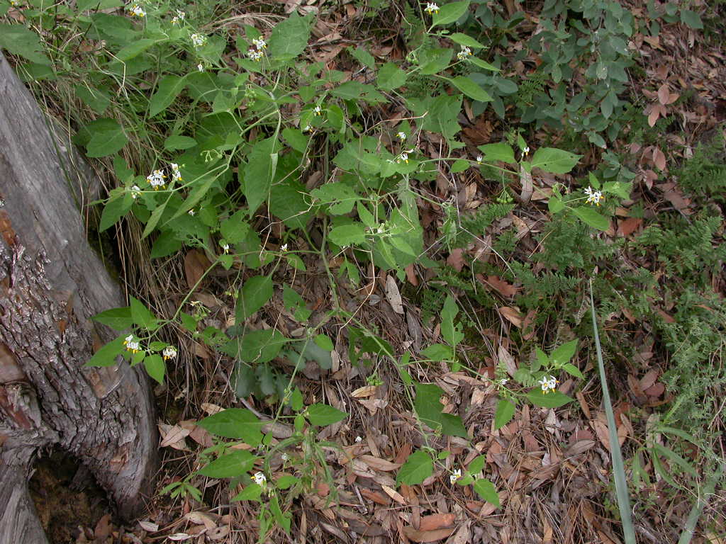 Solanaceae Solanum douglasii