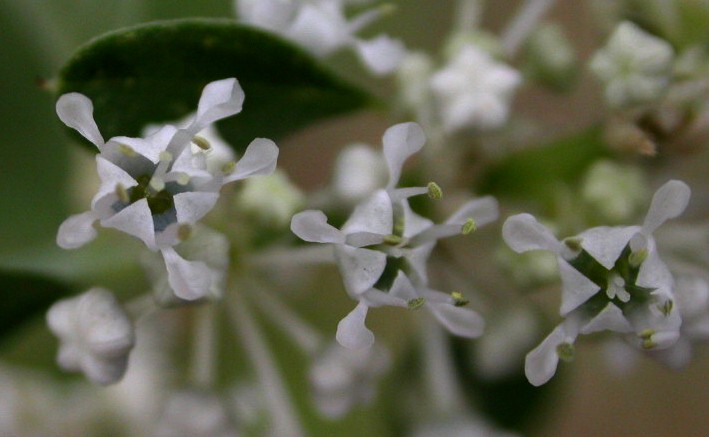 Rhamnaceae Ceanothus fendleri
