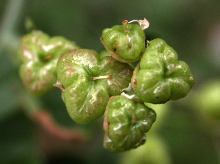 Rhamnaceae Ceanothus fendleri