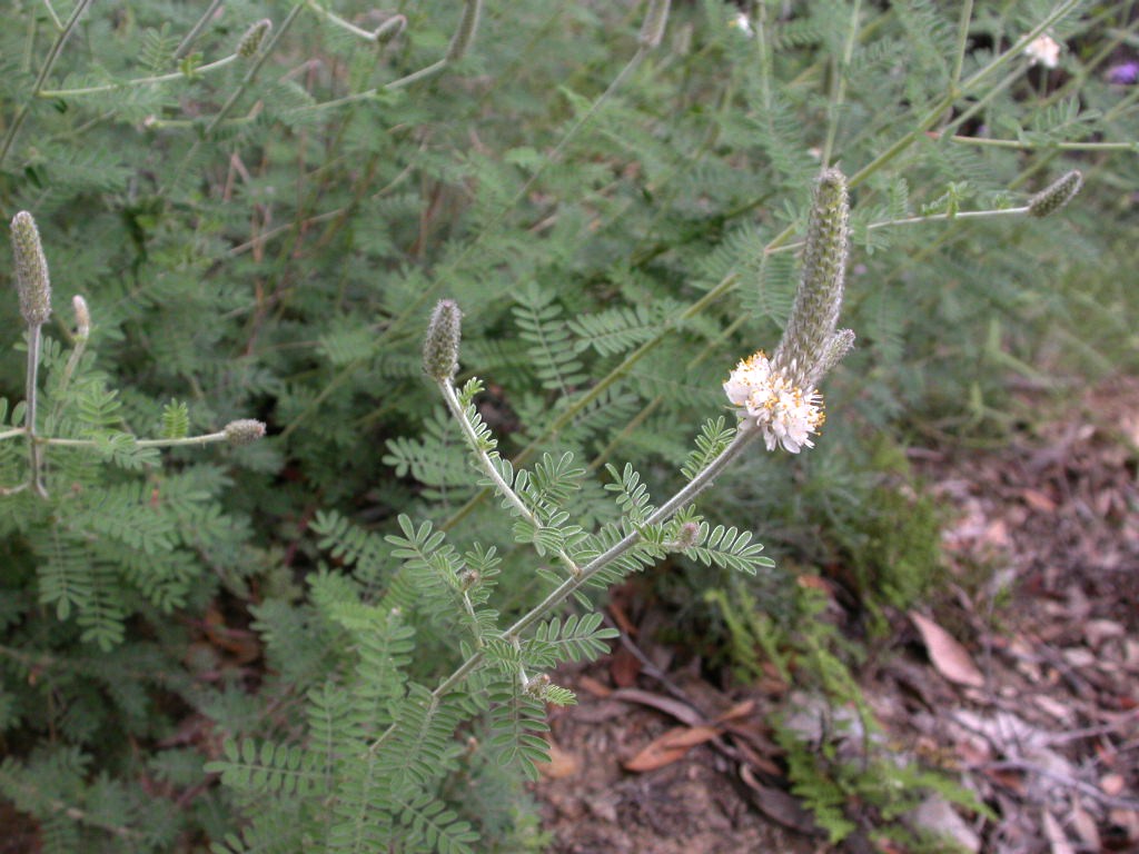 Fabaceae Dalea albiflora