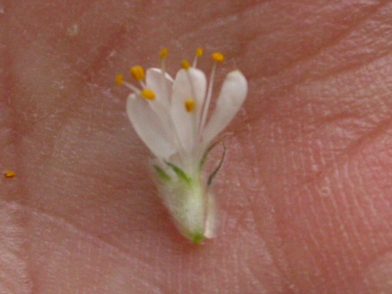 Fabaceae Dalea albiflora