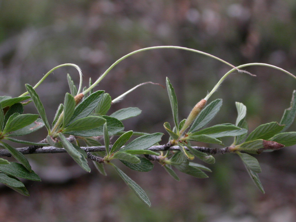 Rosaceae Cercocarpus montanus