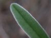 image of Lupinus lemmonii
