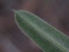 image of Lupinus lemmonii