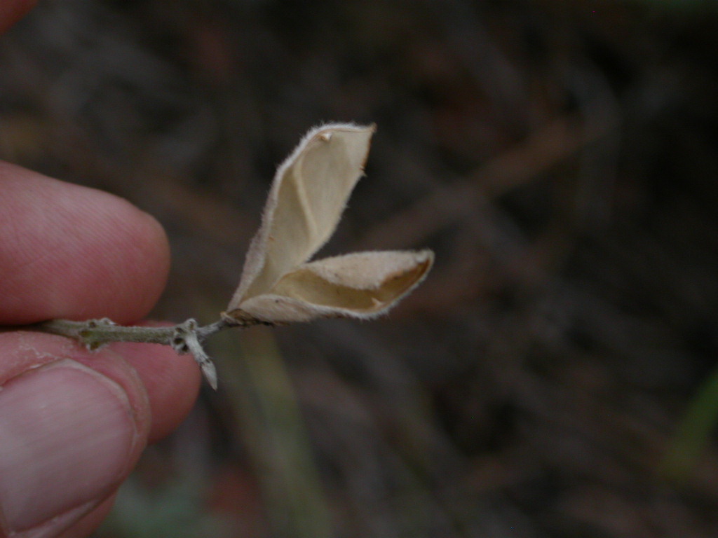 Fabaceae Lupinus lemmonii